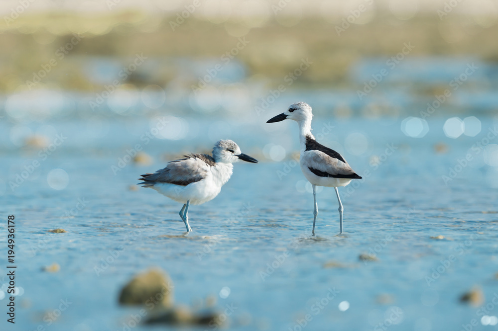 Crab plover pair of bird.Pair of sea bird standing in andaman sea while the tide is hide with water bokeh background, rare migratory plover. Crab plover pair of bird.Pair of sea bird standing in andaman sea while the tide is hide with water bokeh background, rare migratory plover.