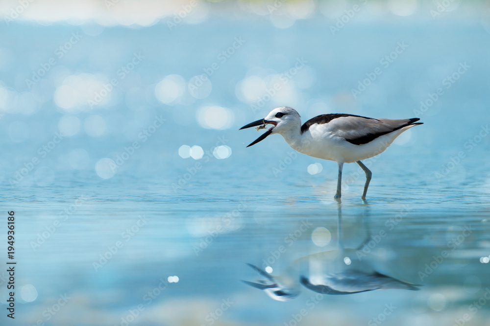 Crab plover eating lunch.Plover enjoying crab floating in between beaks at Laem Krangyai andaman sea Thailand ,rare migratory crab plover with water reflection and bokeh blurred background Crab plover eating lunch.Plover enjoying crab floating in between beaks at Laem Krangyai andaman sea Thailand ,rare migratory crab plover with water reflection and bokeh blurred background