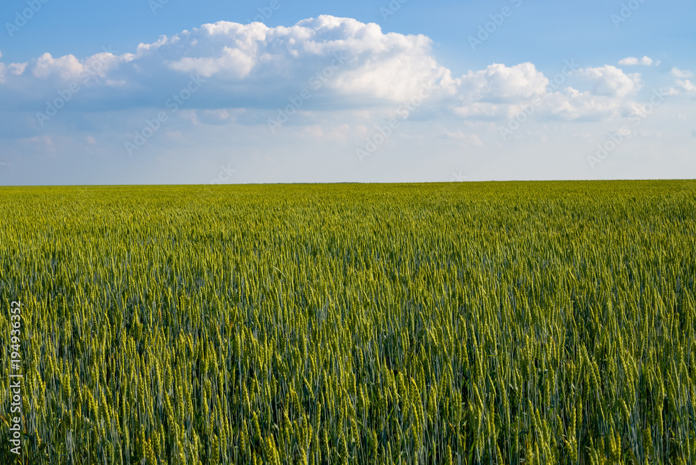 Rural landscape with a field of grain. ripening wheat against the blue sky with clouds Rural landscape with a field of grain. ripening wheat against the blue sky with clouds