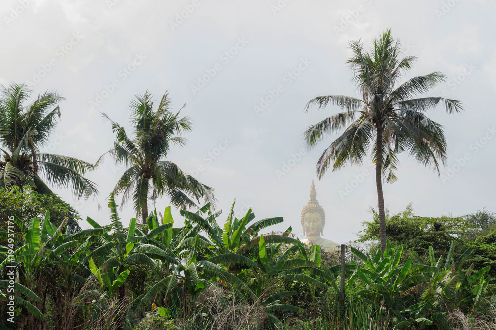 Fototapeta premium tree in field of Buddha background.