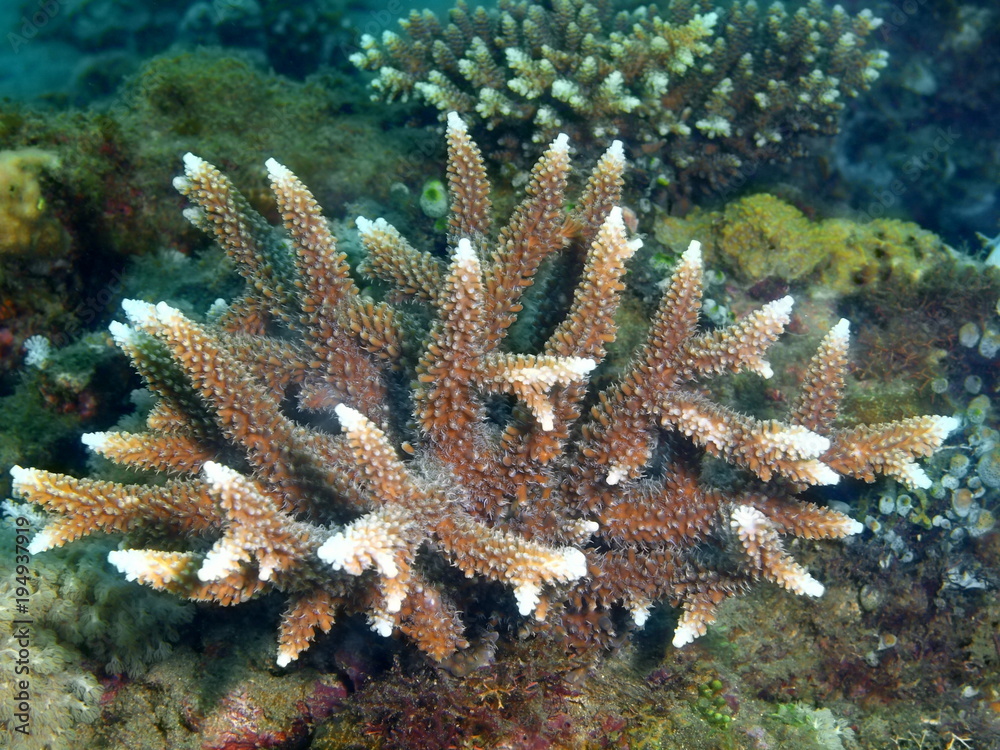 Obraz premium Stone coral