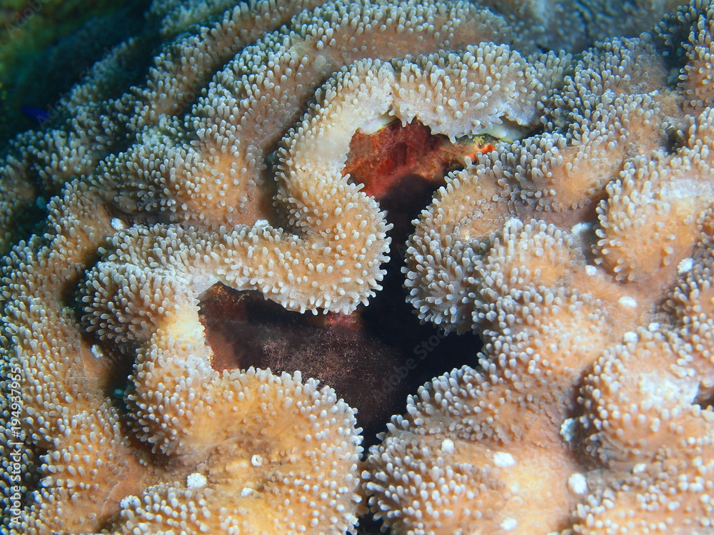 Obraz premium Stone coral