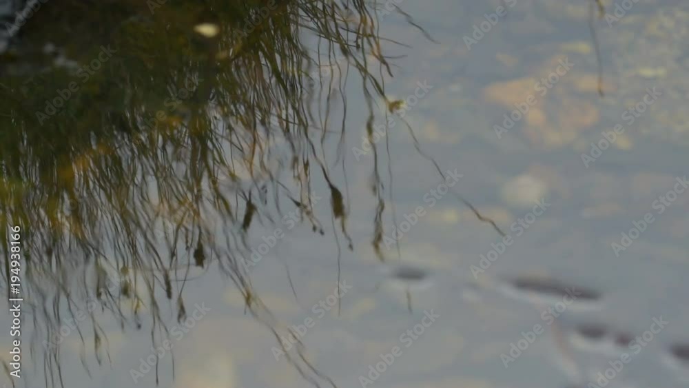 Grass reflected in water 