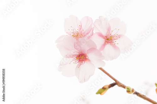 白背景の柔らかな雰囲気の桜の花
