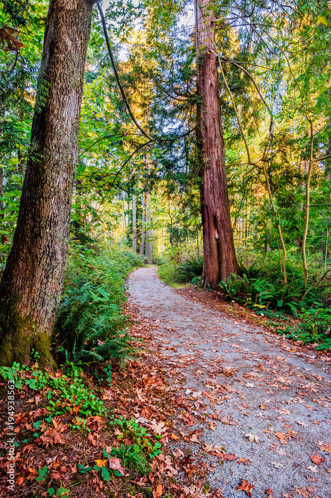 path in a forest with fallen leaves, going up, between tall trees path in a forest with fallen leaves, going up, between tall trees