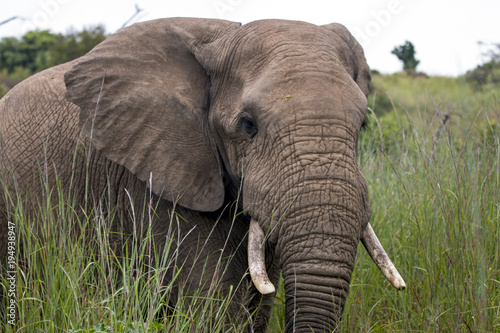 Elephant Standing in Lush Green Bush and Grassland