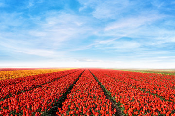 Wandcirkels Tulp Tulpenveld onder weidse lentehemel  © Vaceslav Romanov