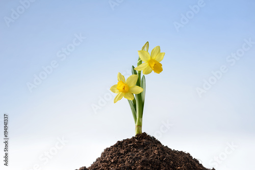 Fototapeta Naklejka Na Ścianę i Meble -  young narcissus growing on heap of earth