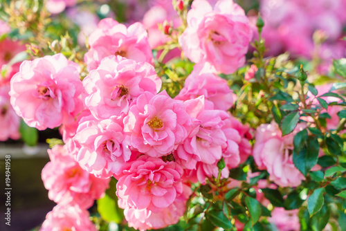 nice roses in the garden