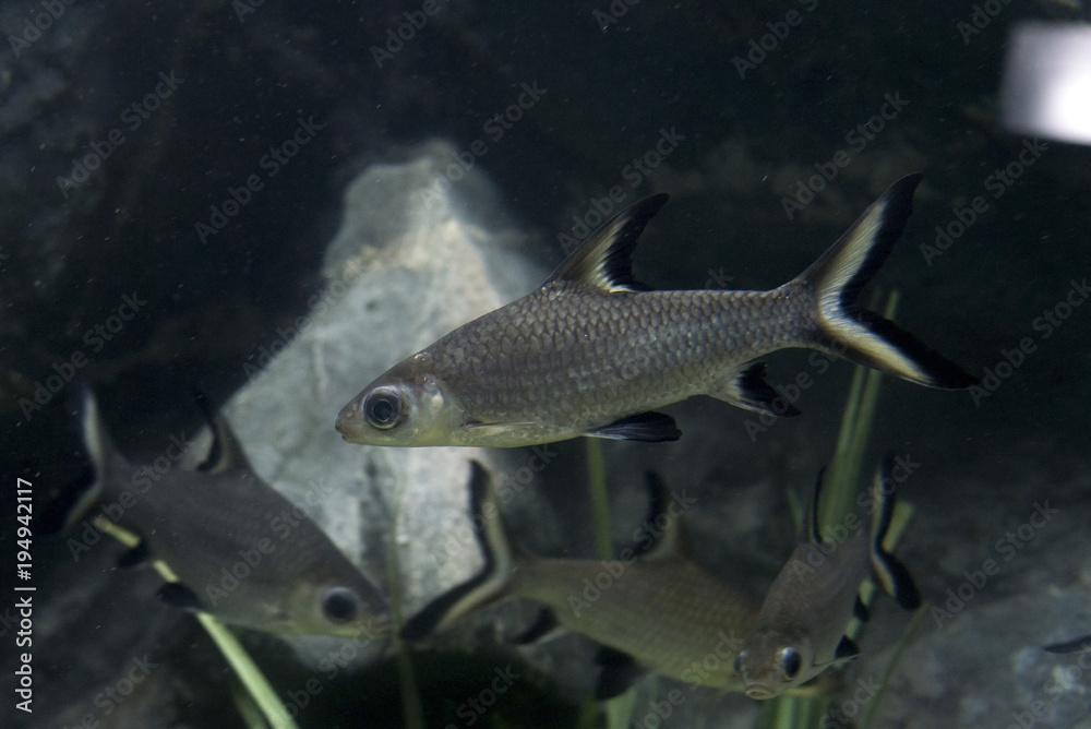 Balantiocheilos Fish , Bala shark aquarum fish. Balantiocheilos Fish , Bala shark aquarum fish.