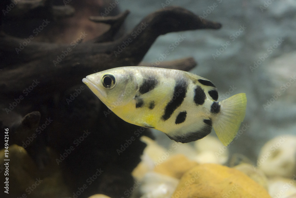 Ταπετσαρία Archer fish or Blowpipe fish (Toxotidae) in aquarium