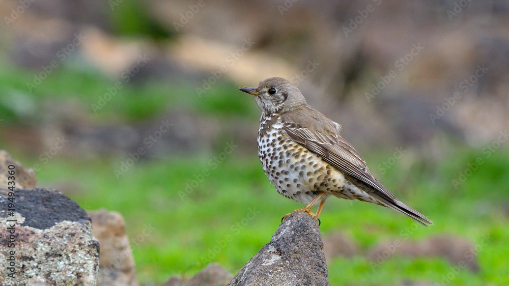 Obraz premium Mistle Thrush (Turdus Viscivorus) on a Rock