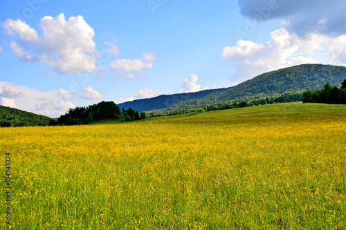 Grassy meadow with wild herbs near the forest of Low Beskid, Poland