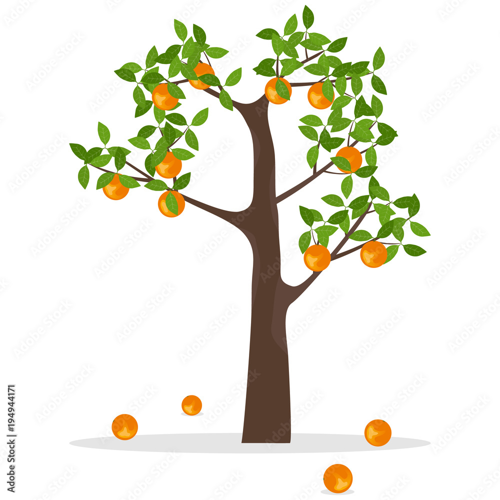 Fotografie Orange tree, a tree with oranges. Ripe oranges hang on a tree
