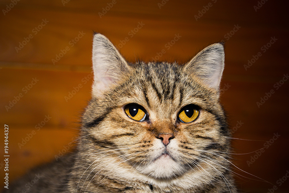 portrait of a domestic striped cat with yellow eyes