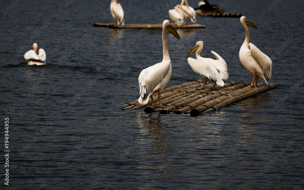 Obraz premium Pelican feeding in the zoo