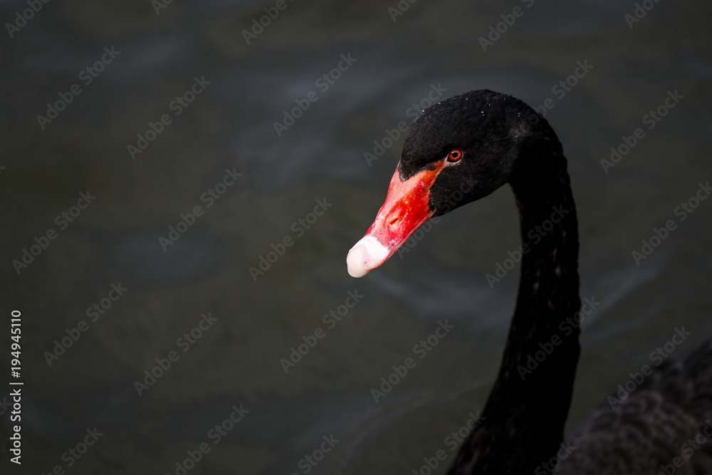 Obraz premium Swan feeding in the zoo