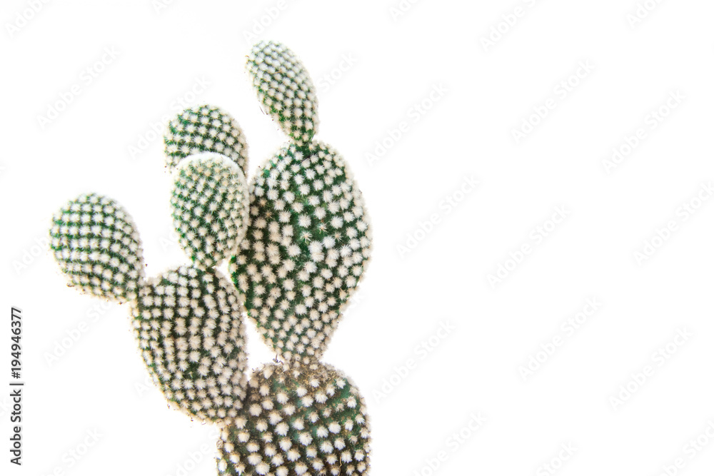 Cactus isolated on white background. Minimal style for cactus trendy.