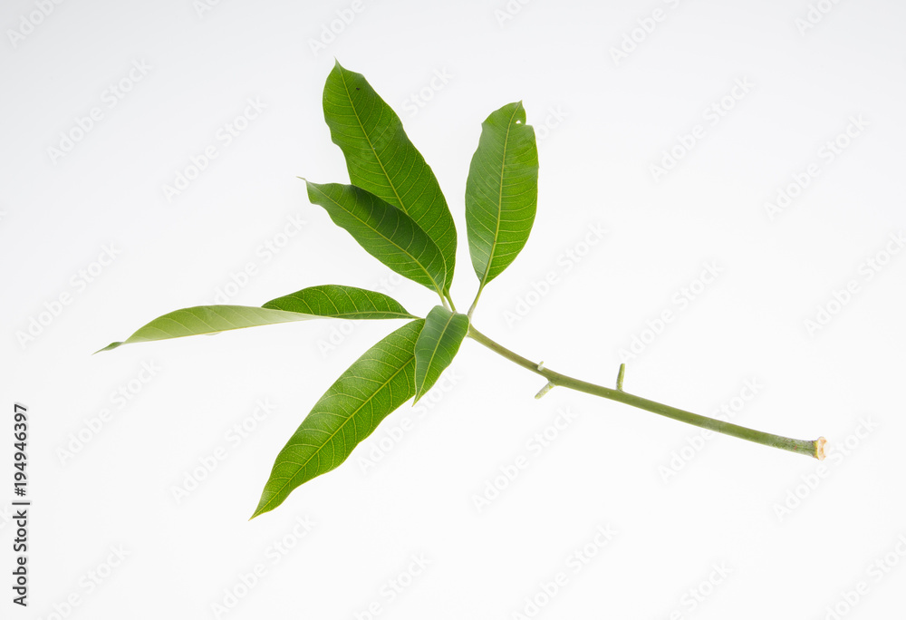 Fototapeta premium leaf or green leaf on a background.