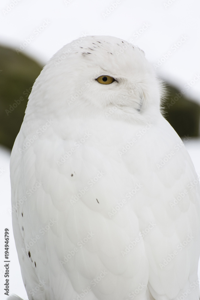 A female owl looking down.