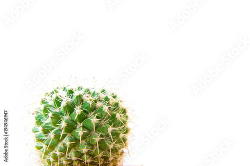 Cactus isolated on white background. Minimal style for cactus trendy.