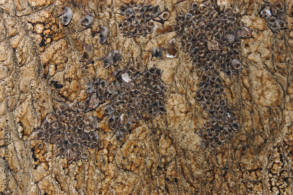 Colony of bats in a cave Colony of bats in a cave