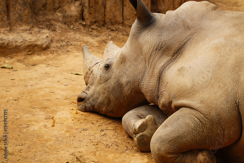  Rhinos in the zoo