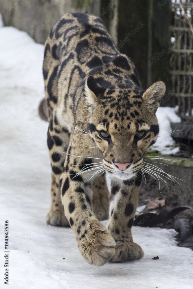 Naklejka premium Neofelix nebulosa - Clouded leopard - walking in captivity in the snow.