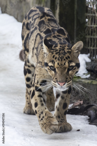 Neofelix nebulosa - Clouded leopard - walking in captivity in the snow.