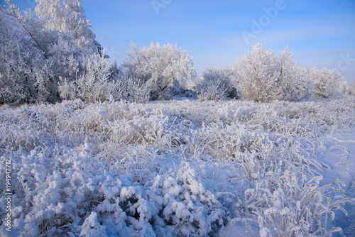 snow covered trees © vladislavk
