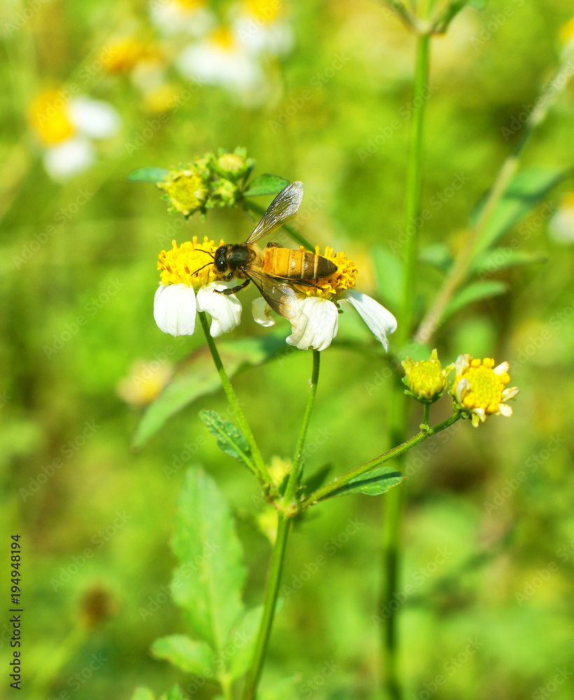 bee and flower in garden bee and flower in garden
