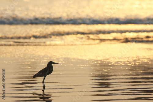 A bird is walking on the beach