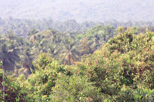 autumn yellow palm jungle