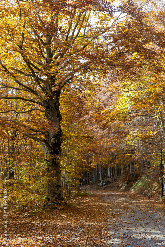 vibrant coolorful trees autumn in matese park