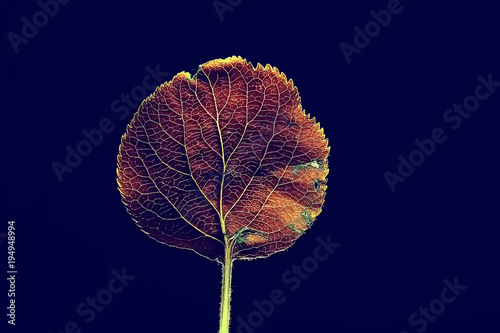autumn leaf macro / leaf texture, design beautiful nature, yellow sunny autumn background