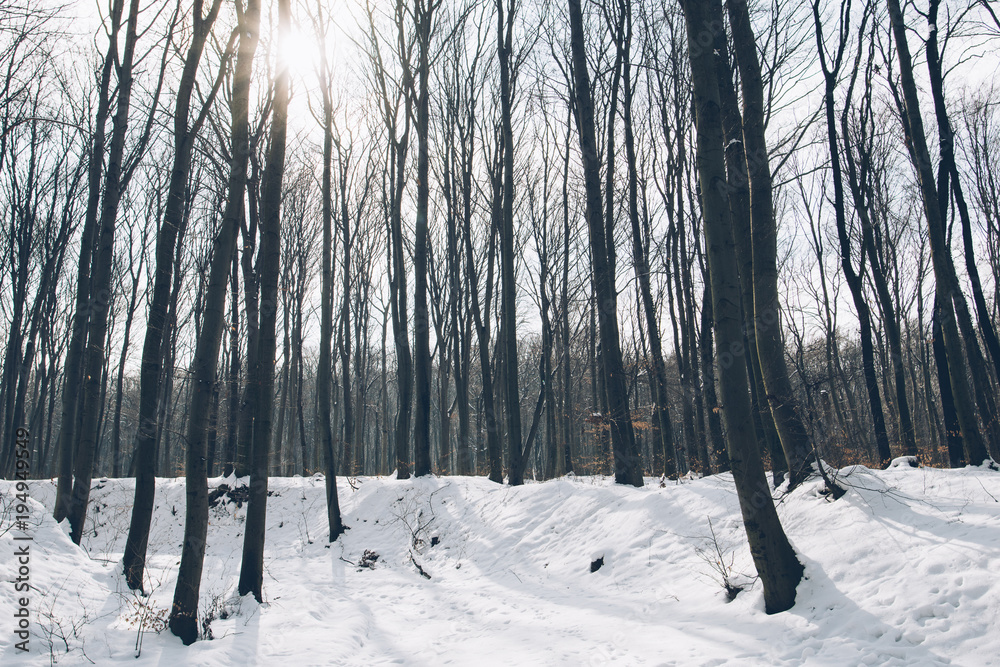 Winter forest landscape. High trees, and snow covered ground.