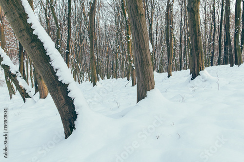 Winter forest, Vértes hegység, Hungary
