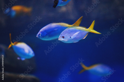 Aquarium colourfull fishes in dark deep blue water