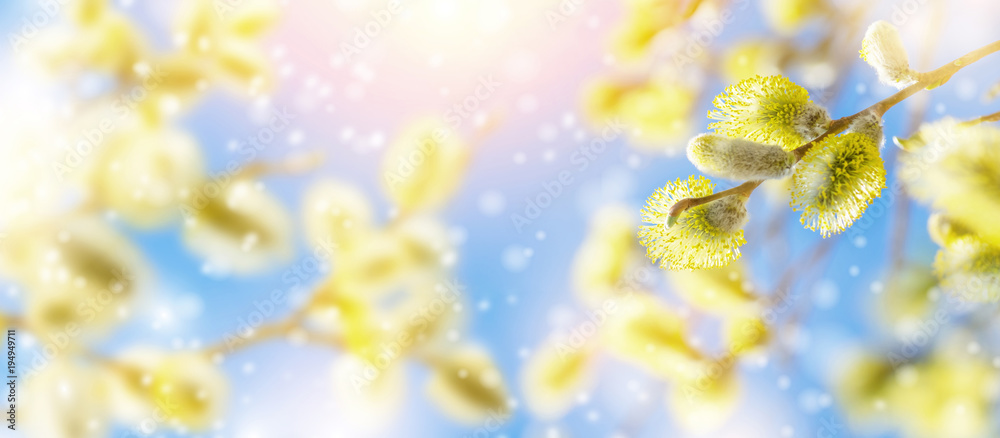 Foto Spring natural bright background