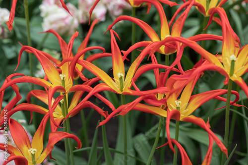 Tulip Acuminata. Extraordinary old-fashioned tulip with blood-red and yellow spear-like petals with yellow bases. photo