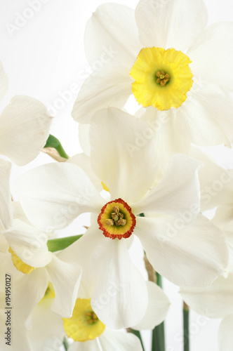 Fototapeta Naklejka Na Ścianę i Meble -  Bouquet of white narcissus