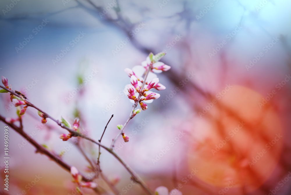 Blossom cherry