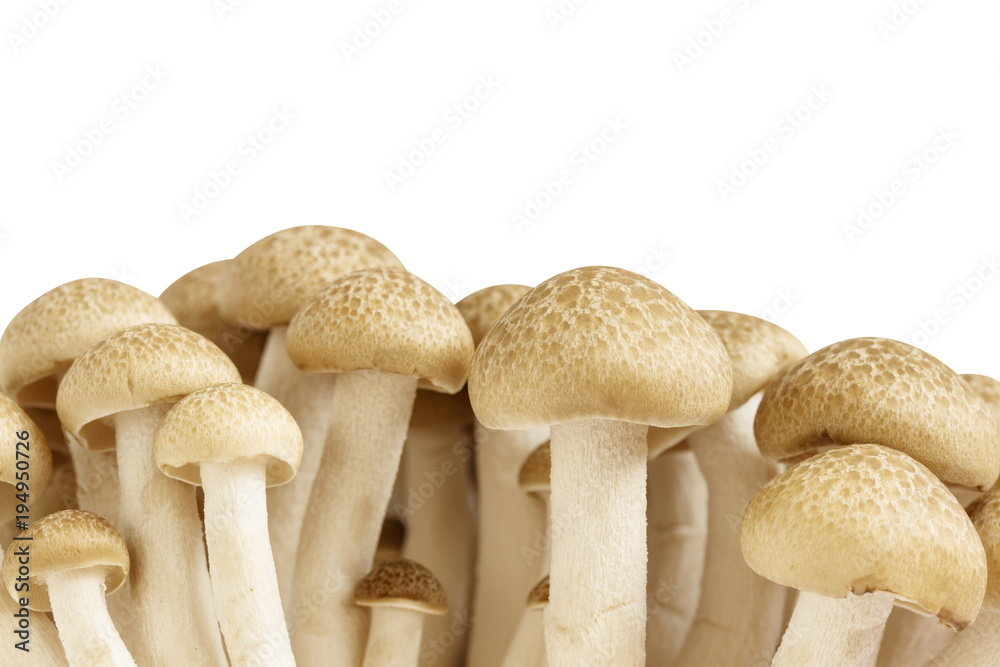 Shimeji mushroom isolated on white background Shimeji mushroom isolated on white background