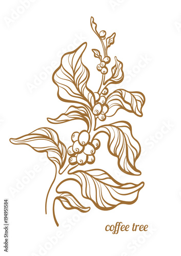 Coffee branch with leaves and coffee beans.