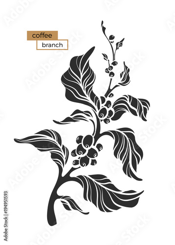 Coffee branch with leaves and beans.