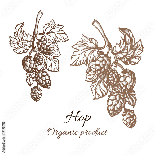 Vector sketch of hop branch illustration