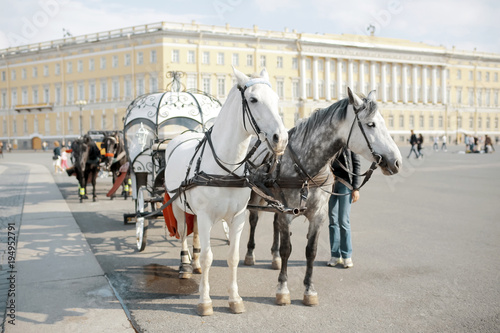 Team of horses in the square © kichigin19