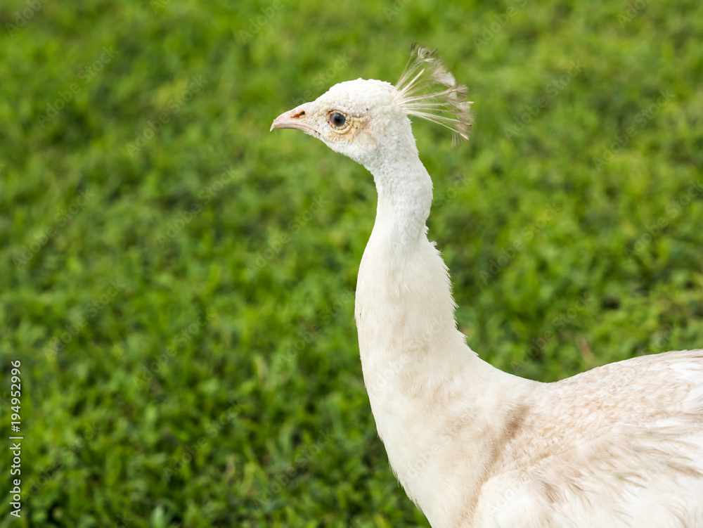 Close up of the head and neck of an albino peacock. Close up of the head and neck of an albino peacock.