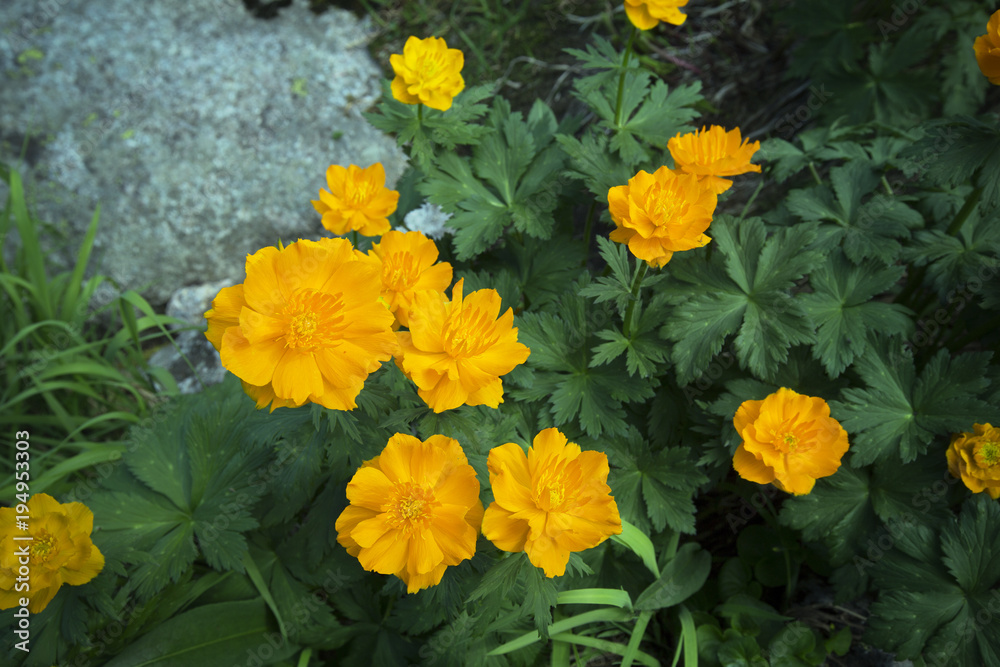 Very beautiful flowers in the mountains Very beautiful flowers in the mountains