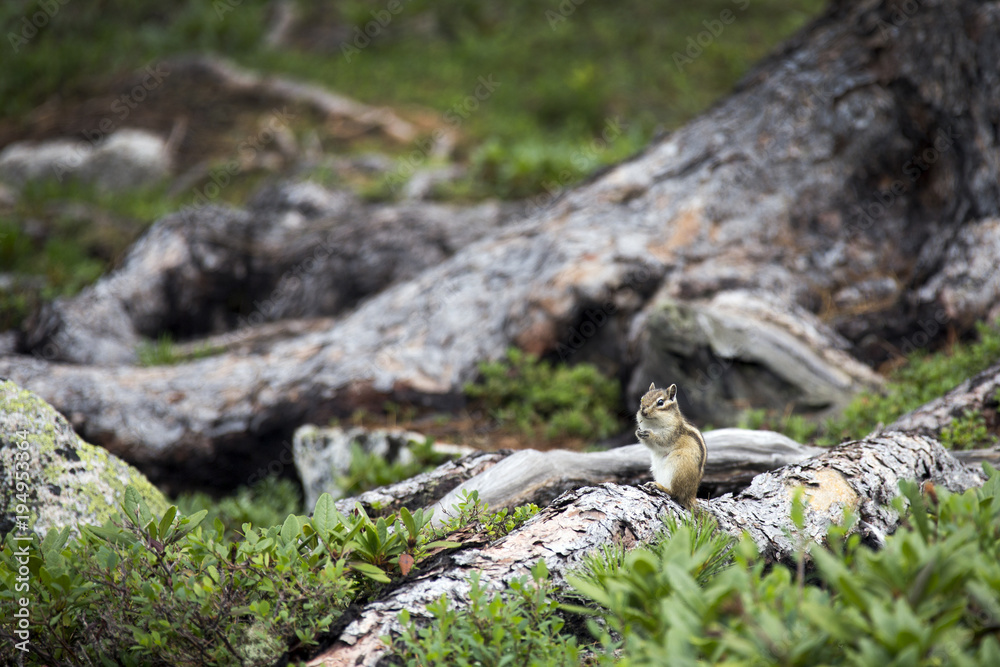 A little smart chipmunk A little smart chipmunk